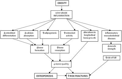 Mechanisms Involved in Childhood Obesity-Related Bone Fragility